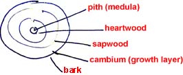 cross section of tree