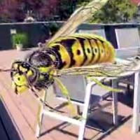 wasp video image