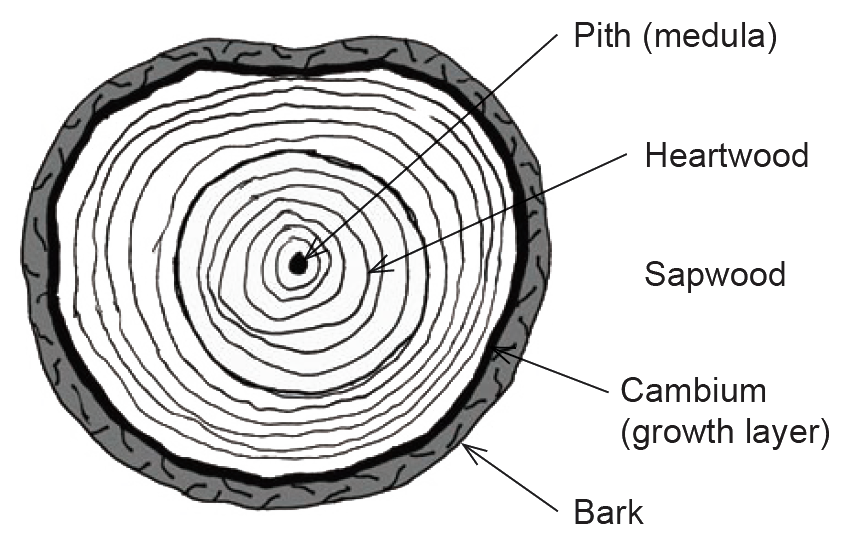 tree cross section